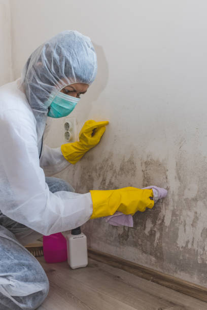 Best Real Estate Mold Inspection  in Attla, AL