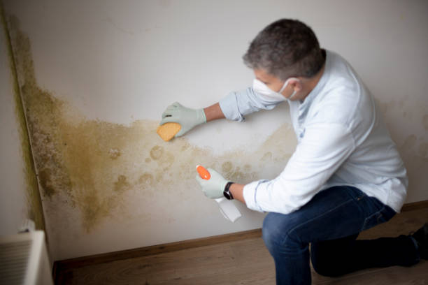 Best Attic Mold Removal  in Attla, AL