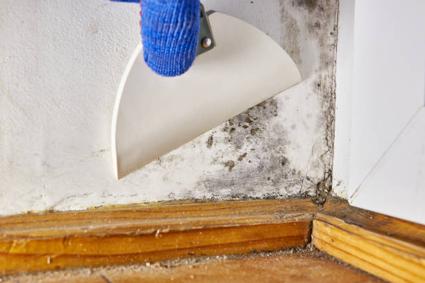 Best Biohazard Mold Removal  in Attla, AL